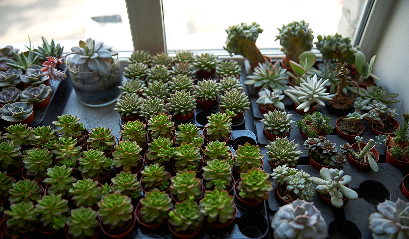 Sammlung von Topfpflanzen auf der Fensterbank